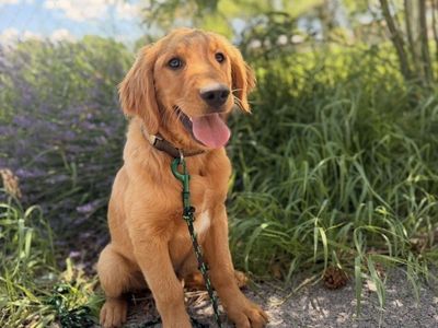 AKC Trained Golden Retriever