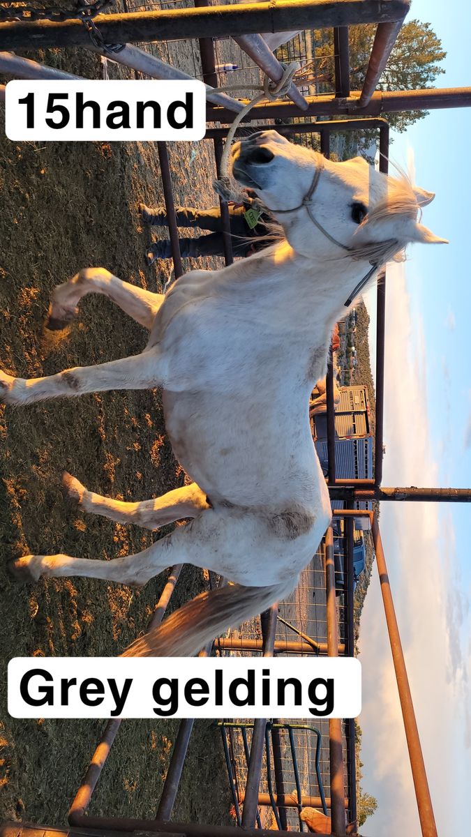 Grey gelding