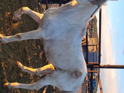 Grey gelding
