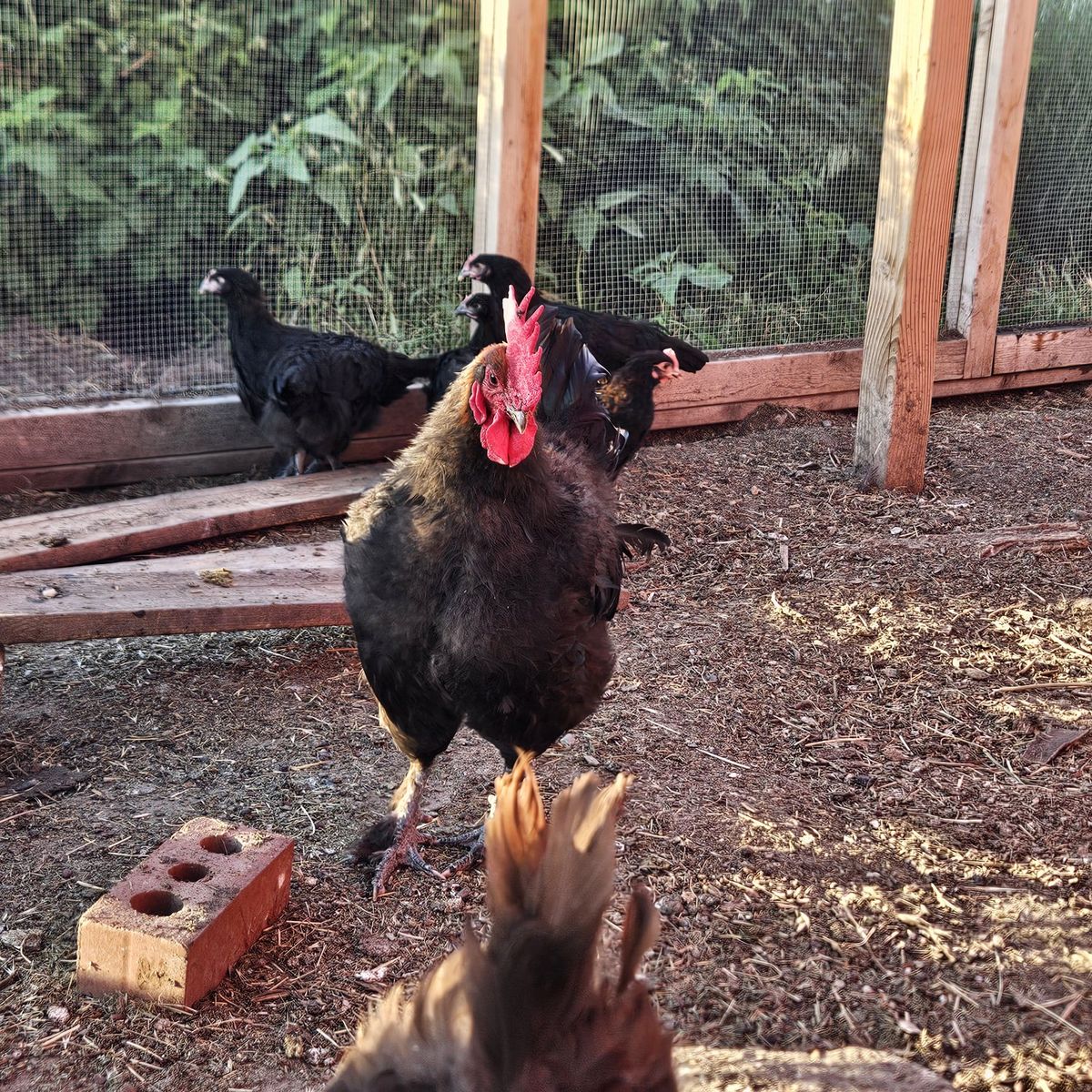 BCM Rooster