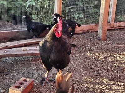BCM Rooster