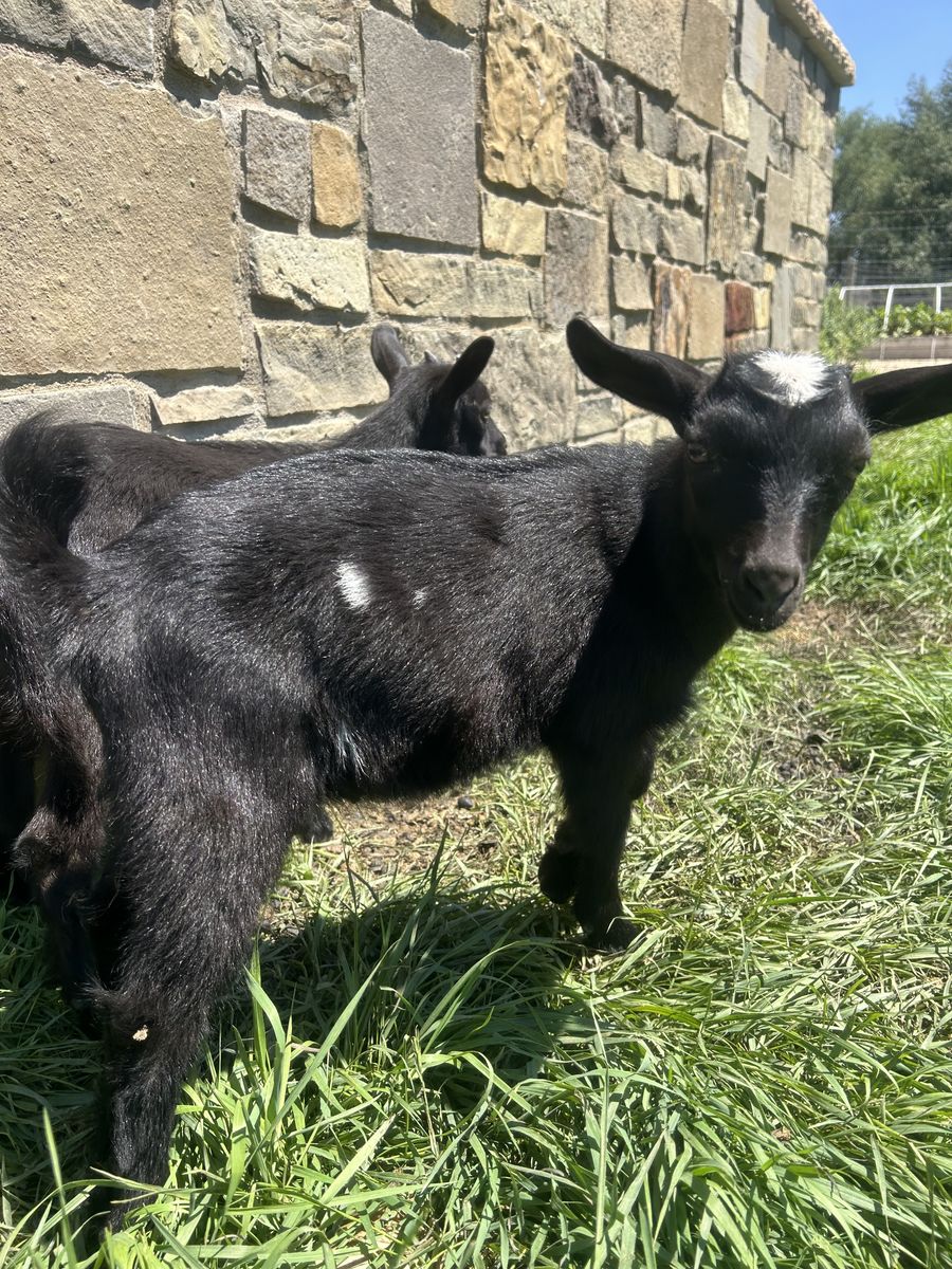 Goats for sale