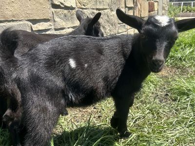Goats for sale