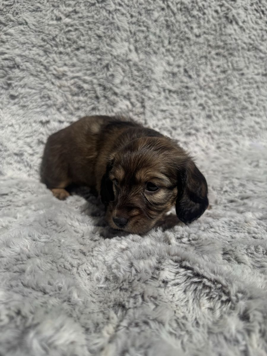 Dachshund Puppies - Various Colors