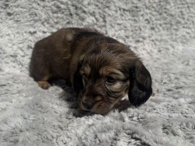 Dachshund Puppies - Various Colors