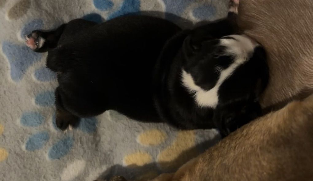 English Bulldog Puppies