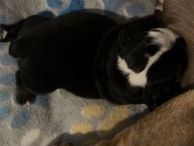 English Bulldog Puppies