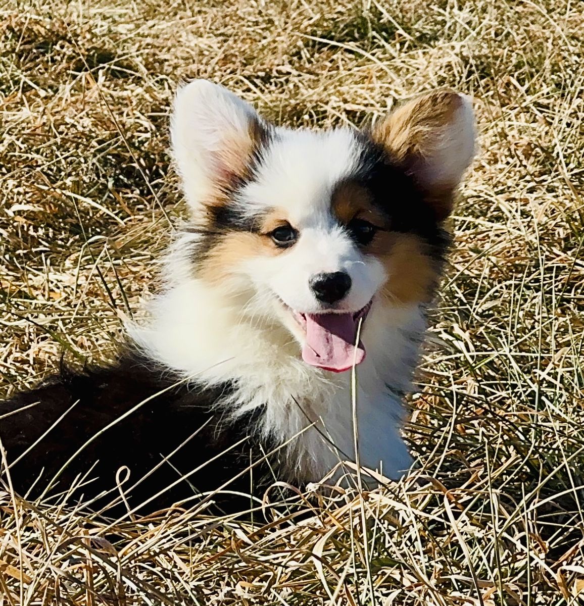 AKC Pembroke Welsh Corgis