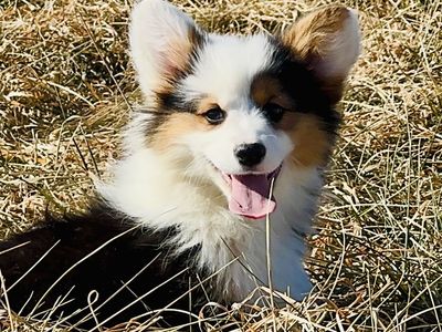 AKC Pembroke Welsh Corgis