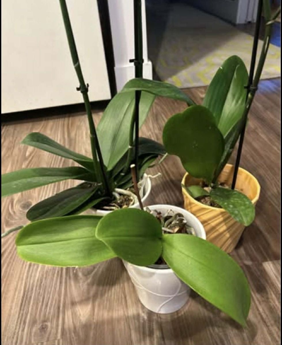 PLANT ORCHIDS LIVE HOUSE PLANT $10 EACH