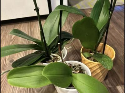 PLANT ORCHIDS LIVE HOUSE PLANT $10 EACH