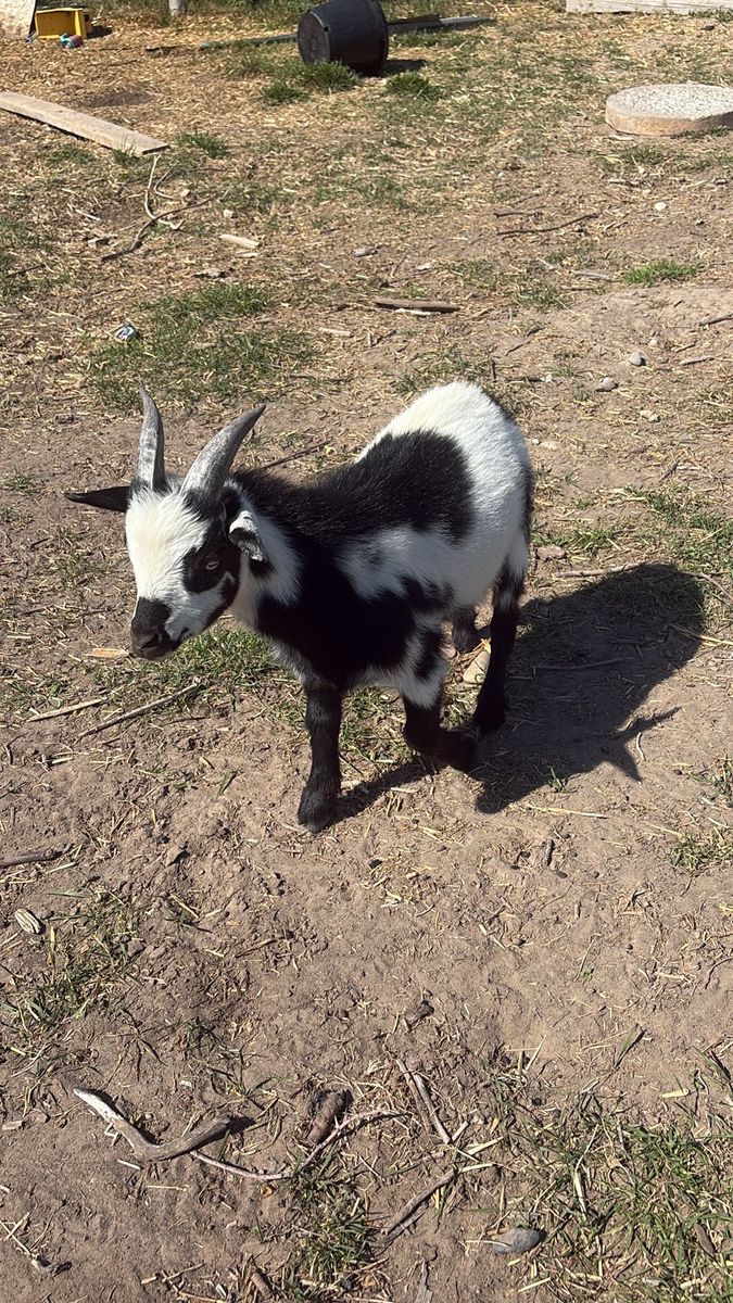 Black and White Pygmy/Nigerian Dwarf  Buckling
