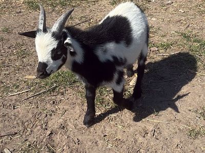 Black and White Pygmy/Nigerian Dwarf Buckling