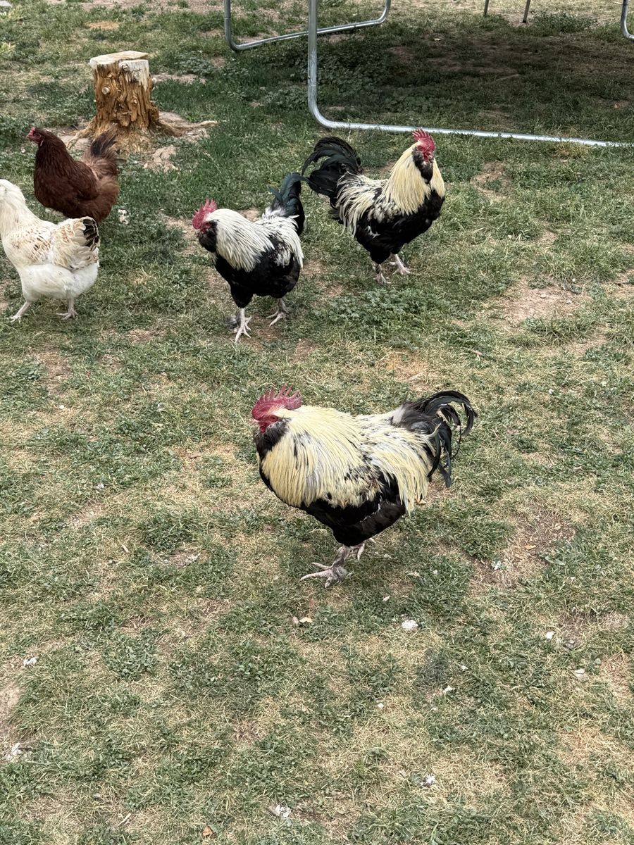 Salmon faverolle roosters