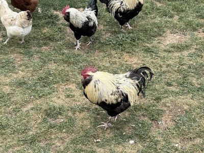 Salmon faverolle roosters
