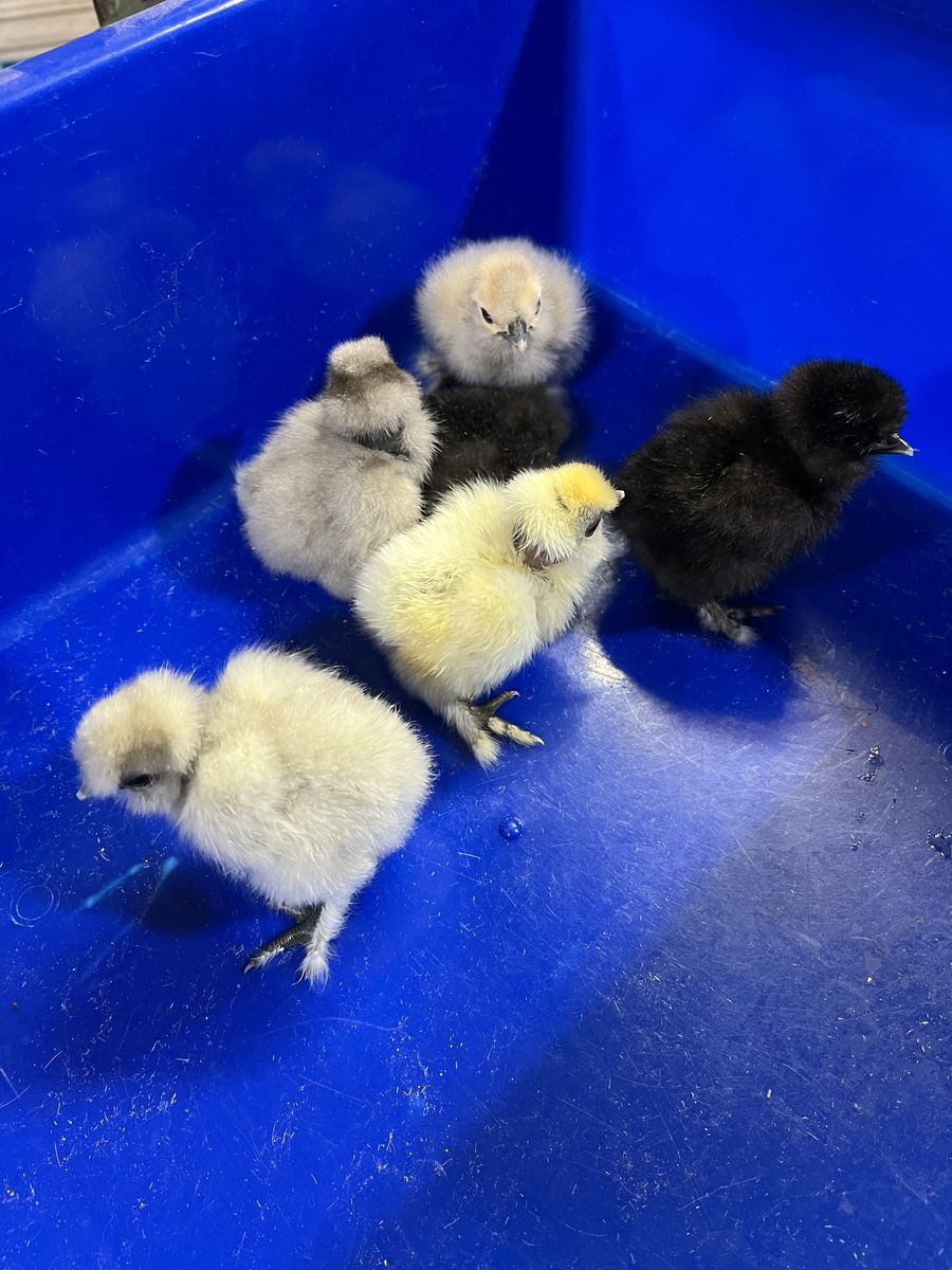 Showgirl Silkie Chicks