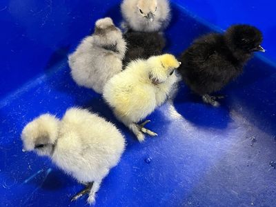 Showgirl Silkie Chicks