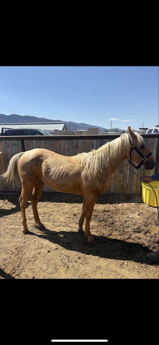 Palomino