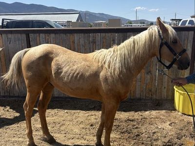 Palomino