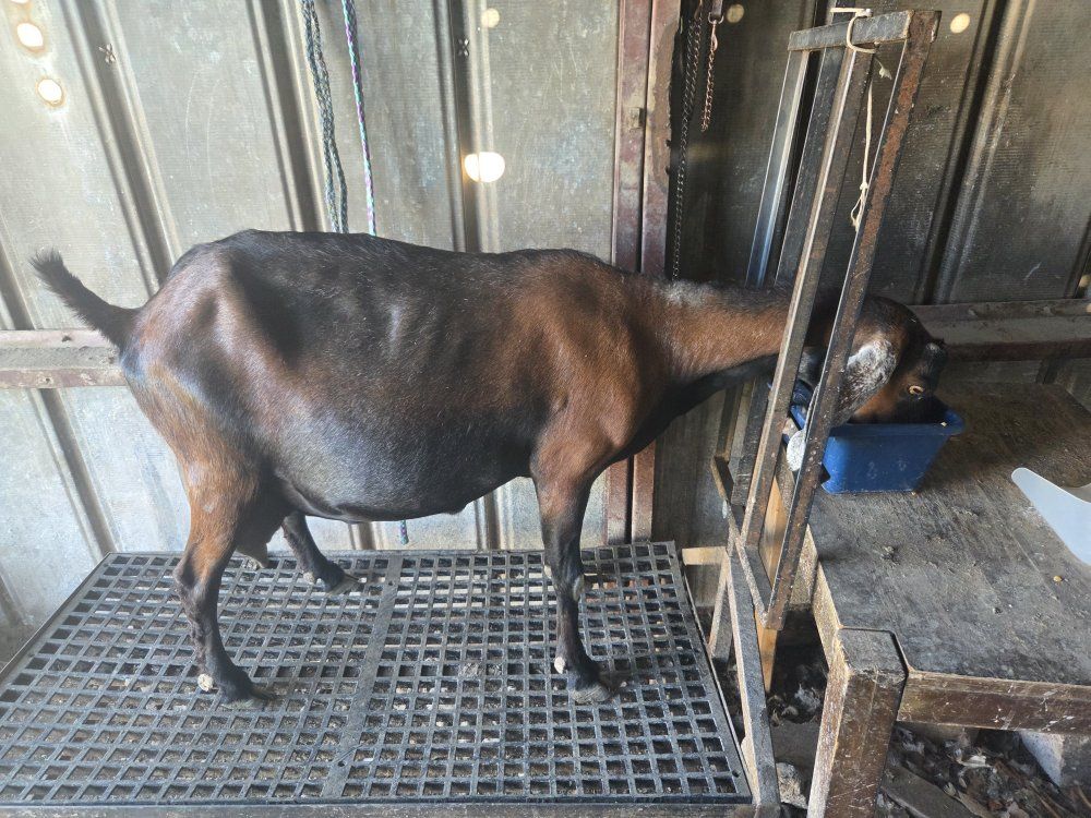 3 milking does
