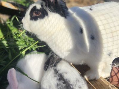 1/2 Lop 1/4 Spotted English, 1/4 Giant Flenish. * COME SEE THEM! only a few left. Going to a rescue soon!!