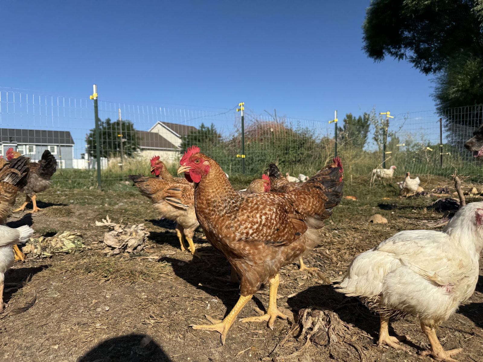 Whole Chickens - Butchered, cleaned, and frozen