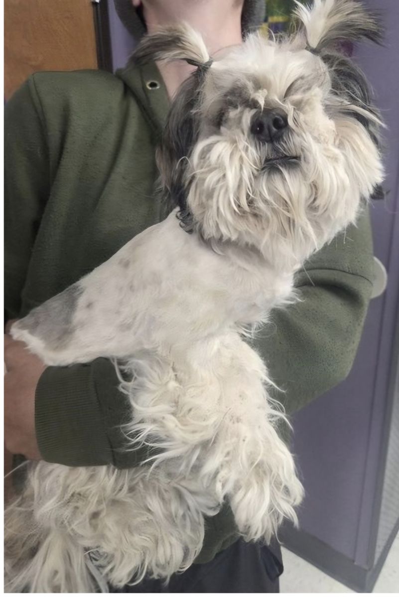 Pigtails, 5 year old shih tzu mix