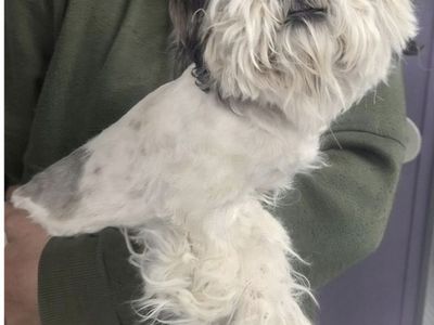 Pigtails, 5 year old shih tzu mix