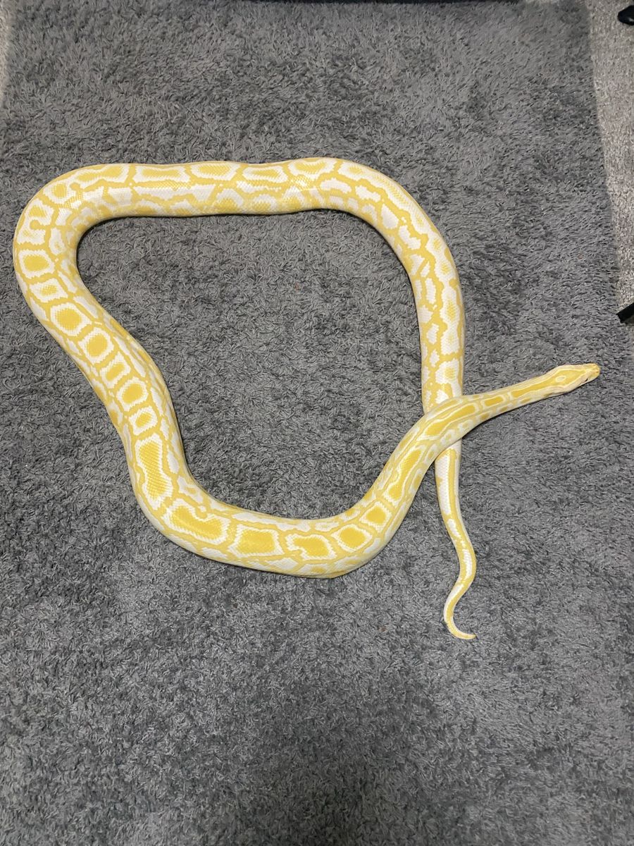 Albino het Labyrinth Burmese python 