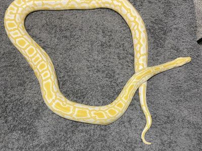 Albino het Labyrinth Burmese python