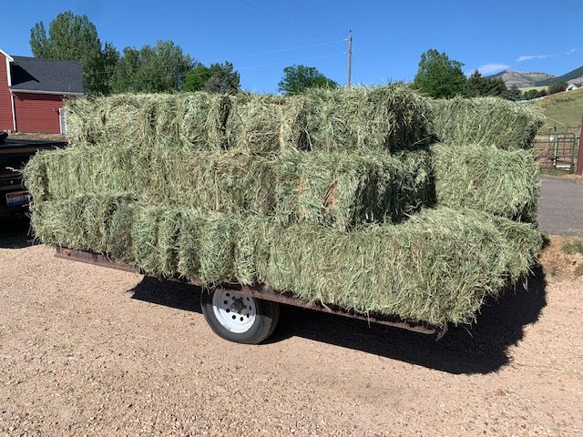 Freshly cut grass hay (40 bales)