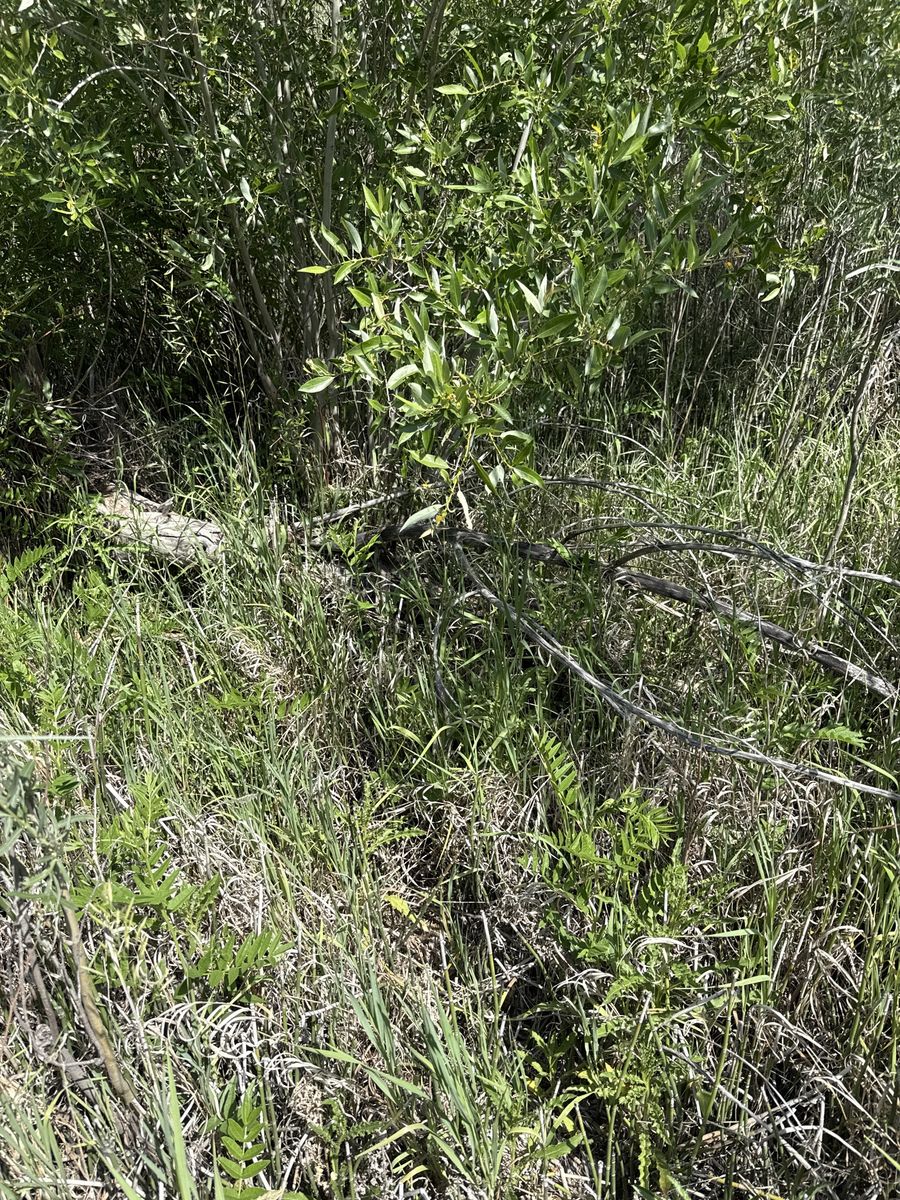 Organic Greenery - Freshly Grown Plants and Foliage, Natural and Untouched