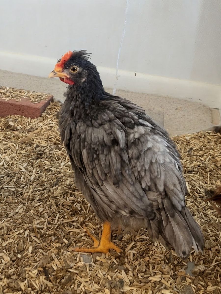 Saffire Olive Egger Rooster