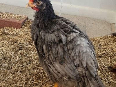 Saffire Olive Egger Rooster