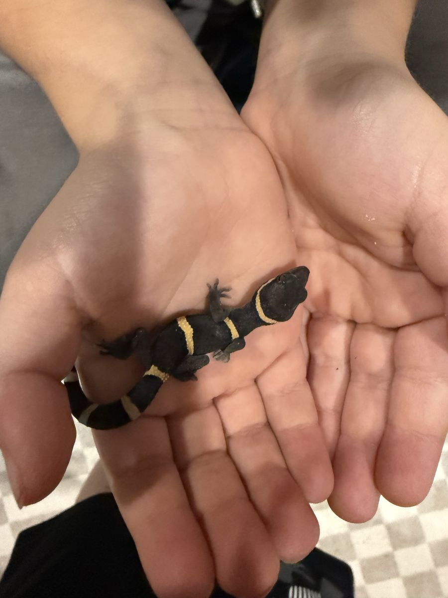 Chinese Cave Gecko + Tank