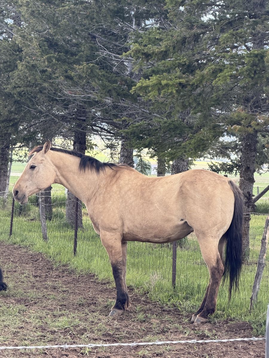 AQHA Mare