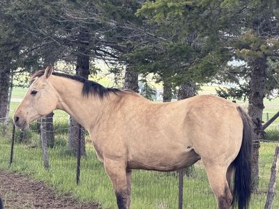 AQHA Mare