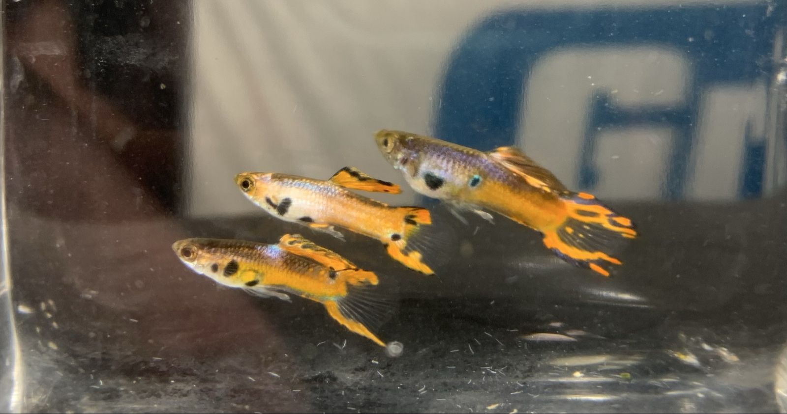 Tiger/Black Bar Endler Livebearers – 3 Males
