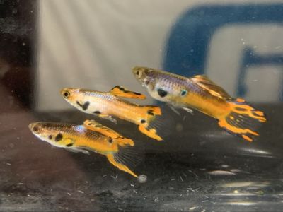 Tiger/Black Bar Endler Livebearers – 3 Males