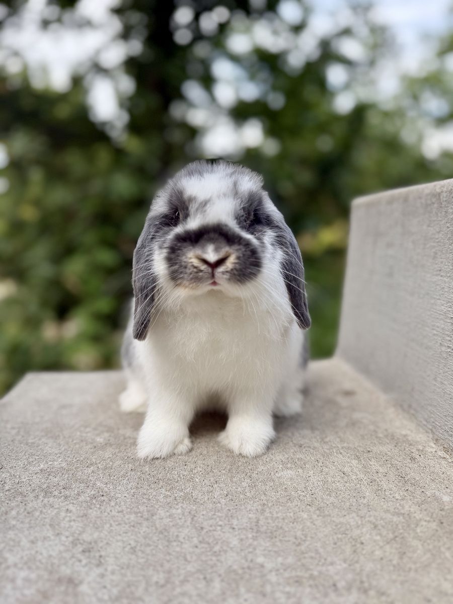 Beautiful Holland Lop Doe