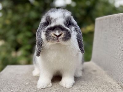 Beautiful Holland Lop Doe