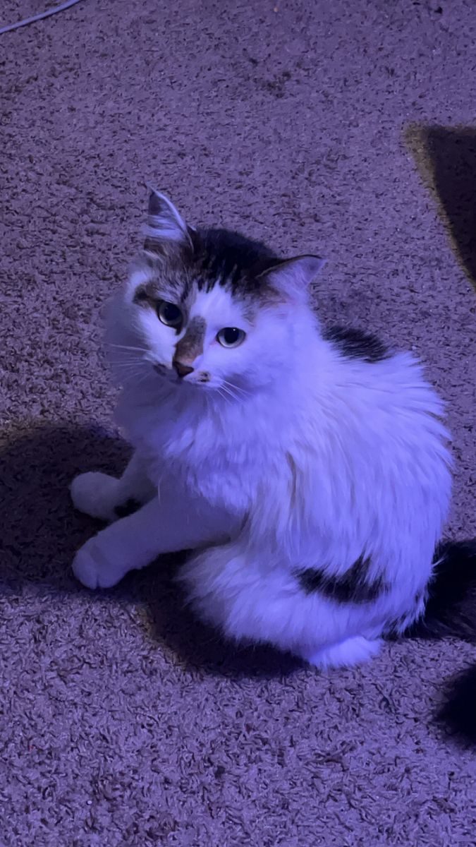 Free cat