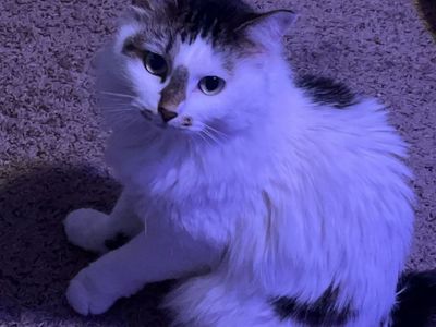 Free cat