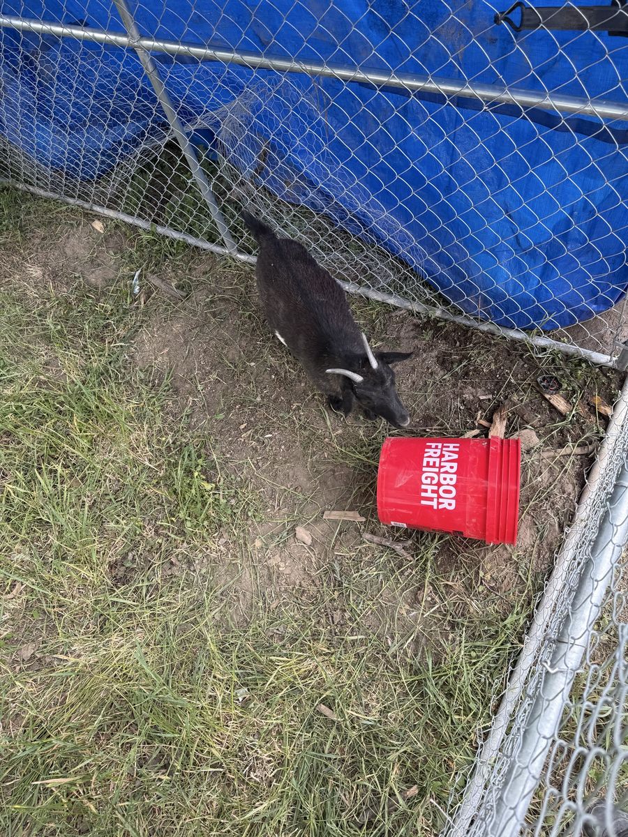 4 yearling female pigmy goats