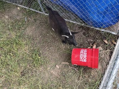 4 yearling female pigmy goats