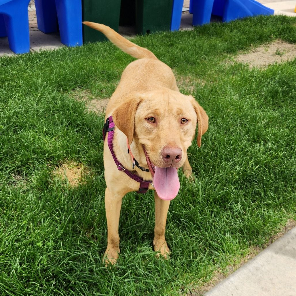Hello my name is Copper