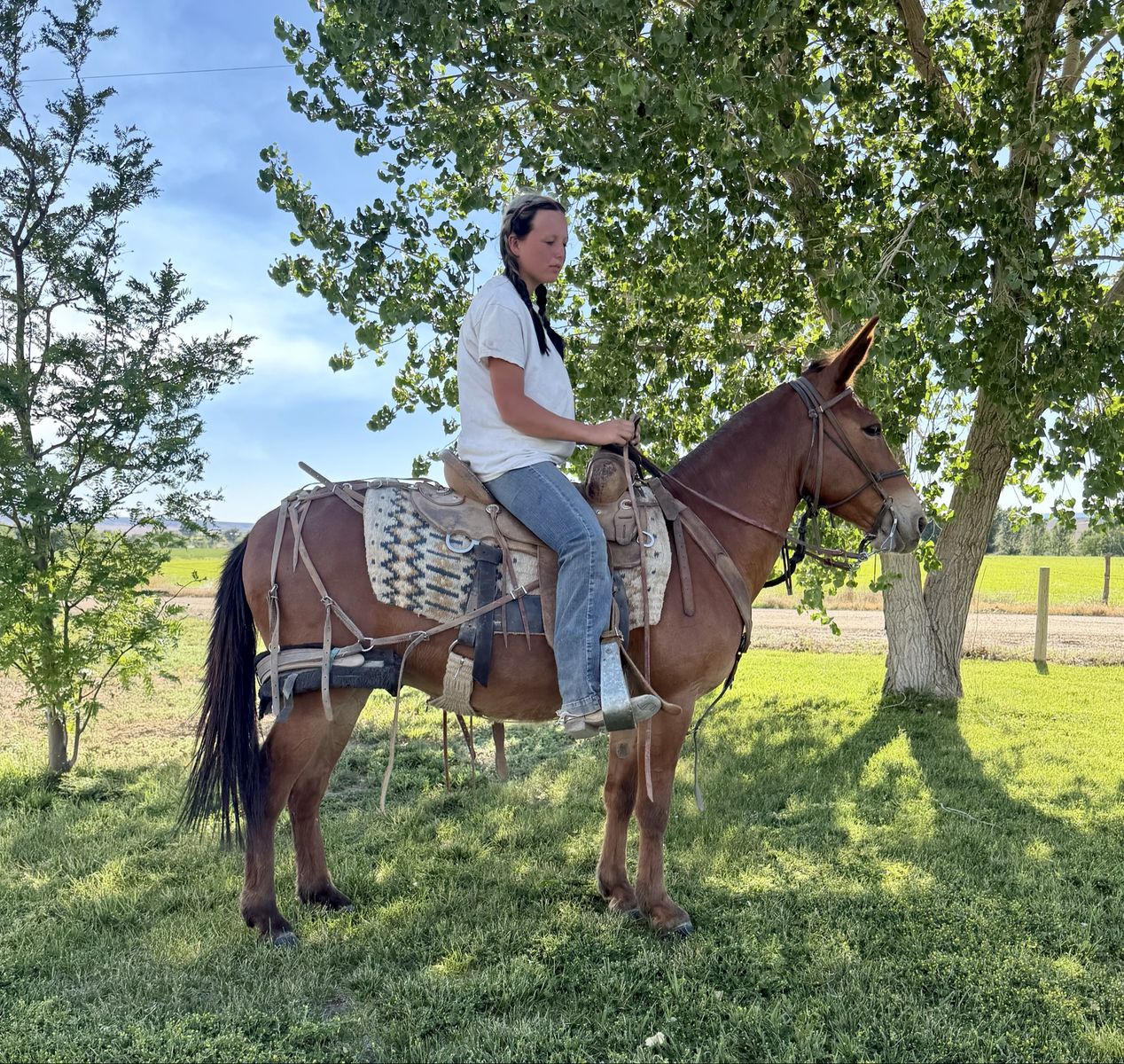 Gaited John mule