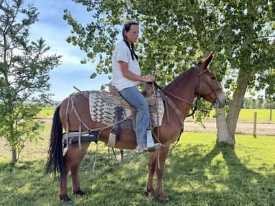 Gaited John mule