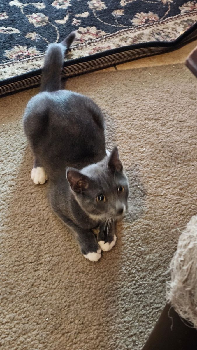 Gray kitten 7 months old
