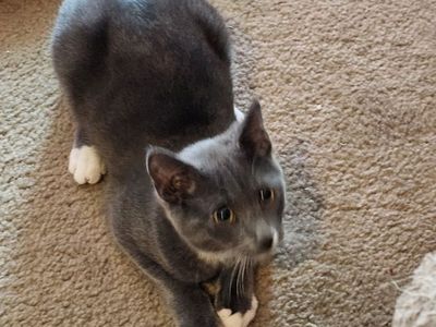 Gray kitten 7 months old